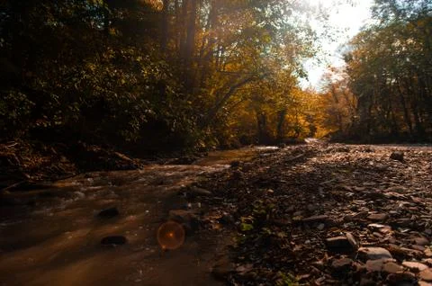 A tree in a forest Stock Photos
