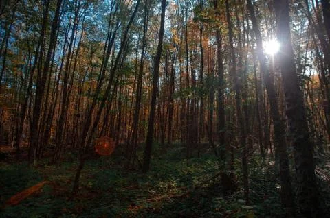 A tree in a forest Stock Photos