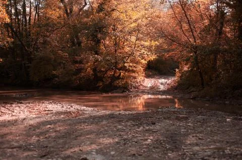 A tree in a forest Stock Photos