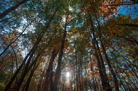 A tree in a forest Stock Photos