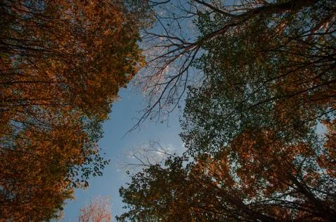 A tree in a forest Stock Photos