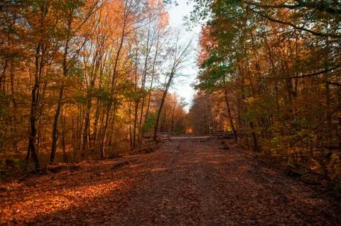 A tree in a forest Foto stock