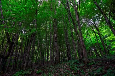 A tree in a forest Stock Photos