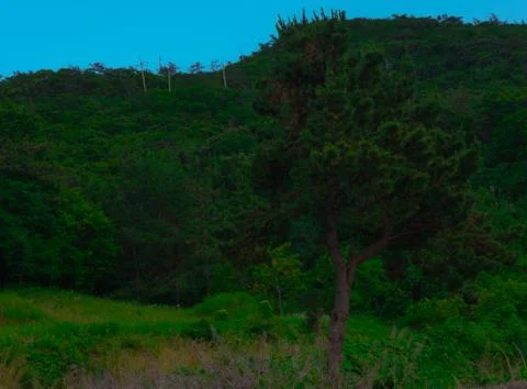 A tree in the forest Stock Photos