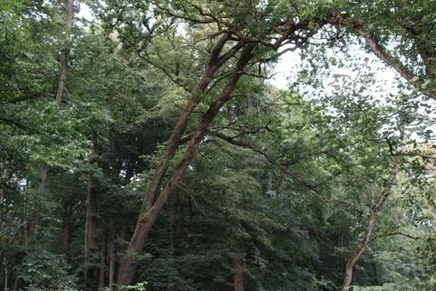 Tree in a forest Stock Photos
