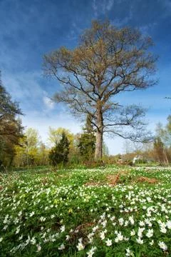 Tree in the forest Stock Photos