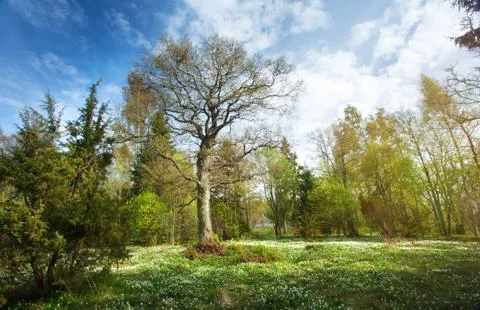Tree in the forest Stock Photos
