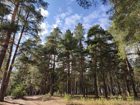 A tree in a forest Stock Photos
