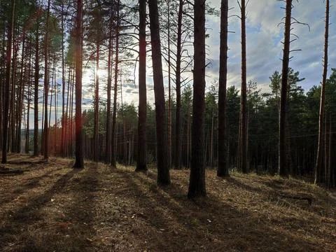 A tree in a forest Stock Photos
