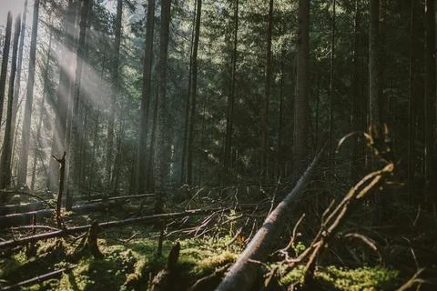 A tree in a forest Stock Photos
