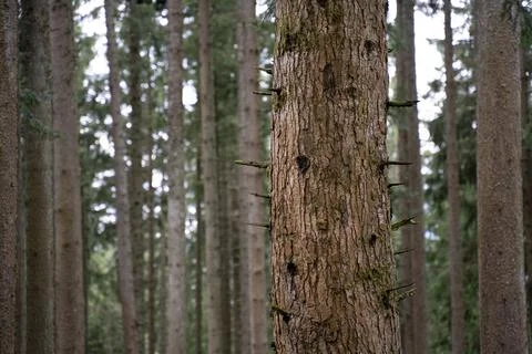 Tree in the forest 스톡 사진