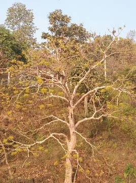 A tree in the forest Stock Photos