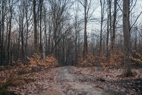 A tree in a forest Stock Photos
