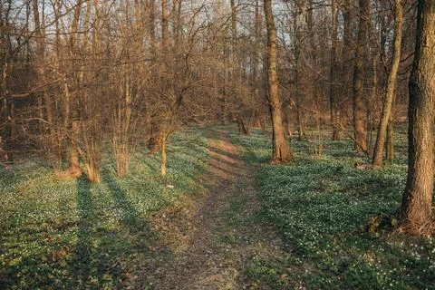 A tree in a forest Stock Photos