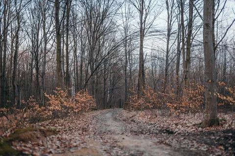 A tree in a forest Stock Photos
