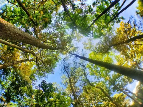 Tree in the forest Stock Photos