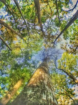 Tree in the forest Foto stock