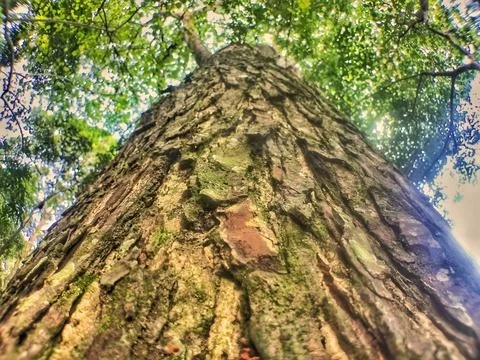 Tree in the forest Stock Photos