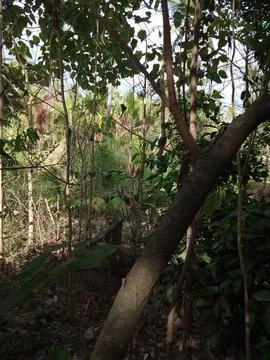 Tree in the forest Stock Photos