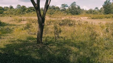 A Tree in the Forest Stock Photos