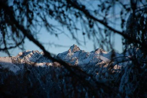 Tree in the forest Foto stock