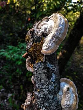 Tree in the forest Stock Photos