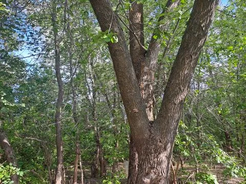A tree in the forest Stock Photos