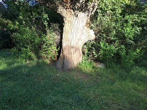 Tree in the forest Stock Photos