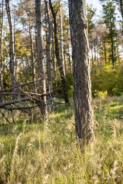 A tree in a forest Stock Photos