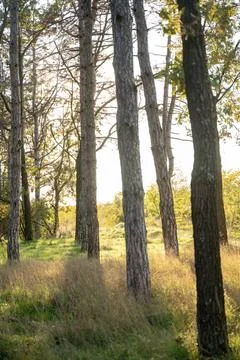 A tree in a forest Stock Photos