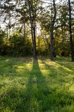 A tree in a forest Stock Photos