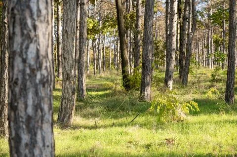 A tree in a forest Stock Photos