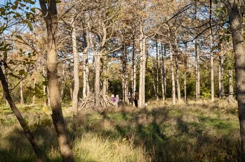 A tree in a forest Stock Photos