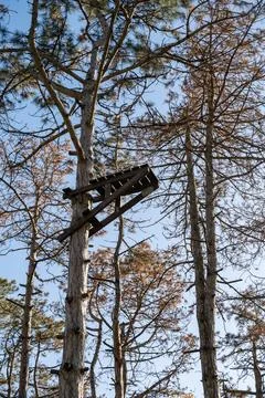 A tree in a forest Stock Photos
