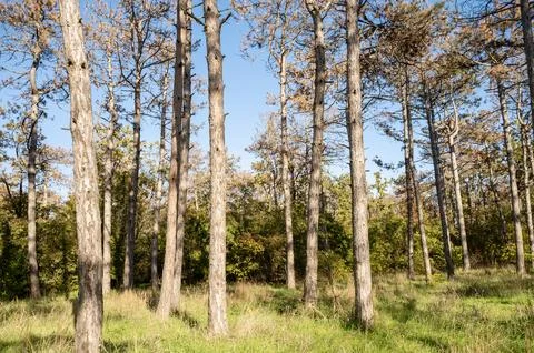 A tree in a forest Stock Photos