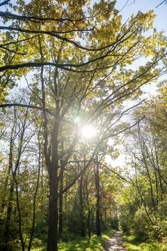 A tree in a forest Stock Photos