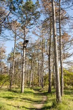 A tree in a forest Stock Photos