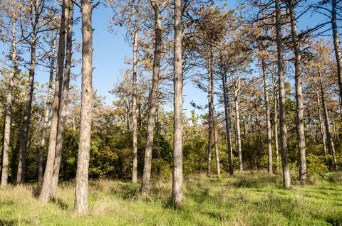 A tree in a forest Stock Photos