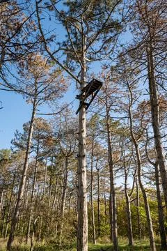 A tree in a forest Foto stock