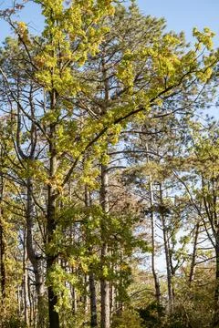 A tree in a forest Stock-Fotos