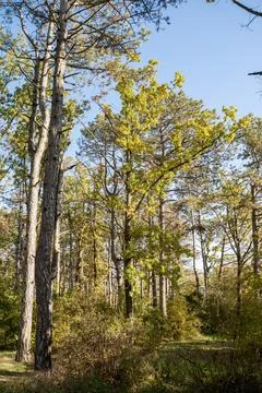 A tree in a forest Stock Photos