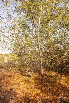 A tree in a forest Stock Photos