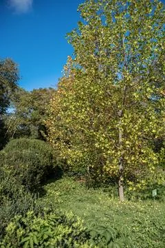 A tree in a forest Foto stock