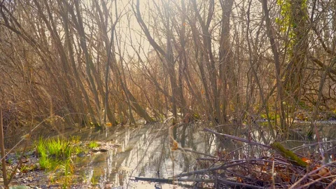 A tree in a forest. Polluted nature. Bottles and rubbish are scattered in the Stock Footage 126841463
