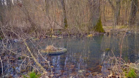 A tree in a forest. Polluted nature. Bottles and rubbish are scattered in the Stock Footage 126841532