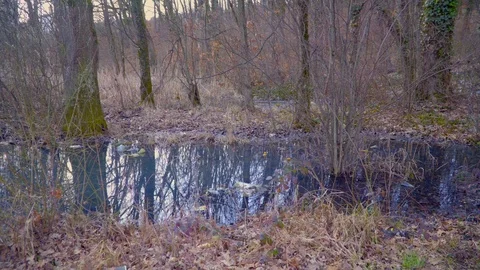 A tree in a forest. Polluted nature. Bottles and rubbish are scattered in the Stock Footage 126841737