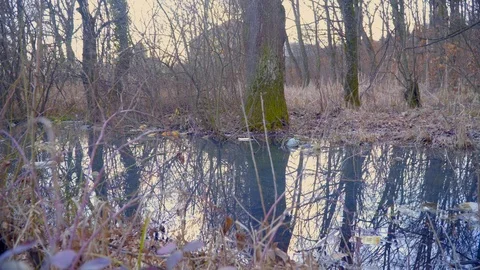 A tree in a forest. Polluted nature. Bottles and rubbish are scattered in the Stock Footage 126841790