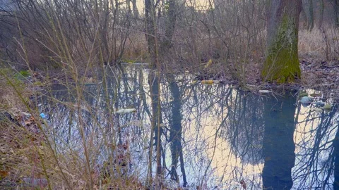 A tree in a forest. Polluted nature. Bottles and rubbish are scattered in the Stock Footage 126841868