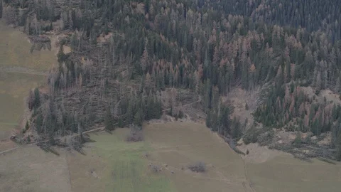 Tree Forest Road Trees Green Video stock 128731430