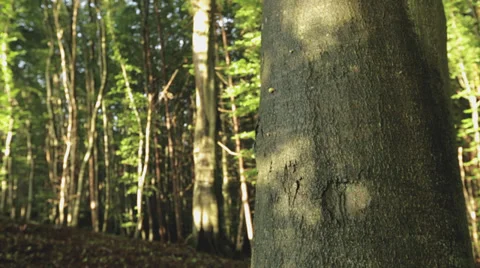 Tree in the forest of Ruegen island timelapse Video stock 36666946